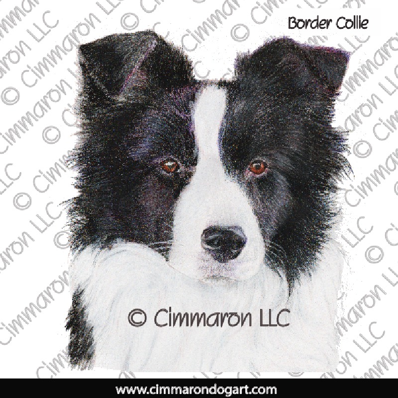 Border Collie Puppy 022