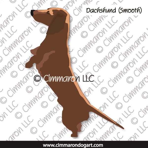 Dachshund Smooth Up on Two Legs 007