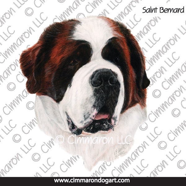 Saint Bernard Portrait 012