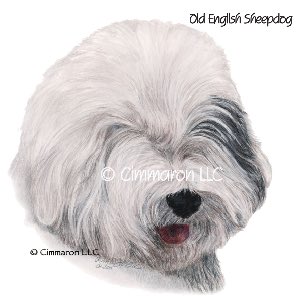 oesd007n - Old English Sheepdog Portrait Note Cards